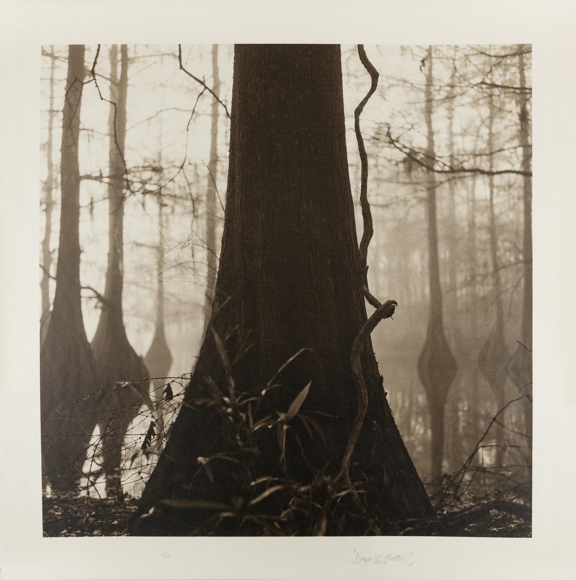 Swamp tree - Contemporary Photograph by David Halliday