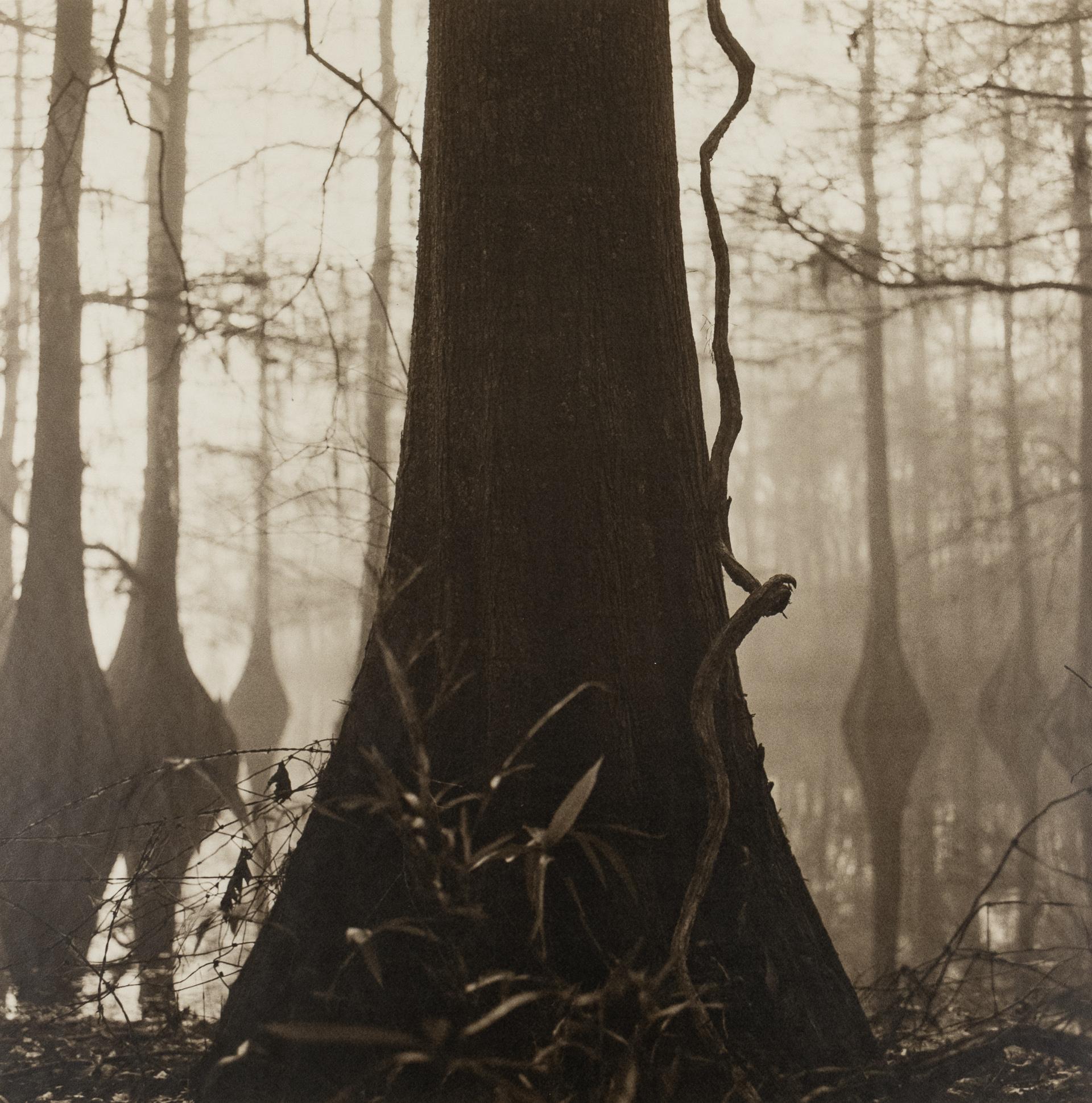 Swamp tree - Photograph by David Halliday