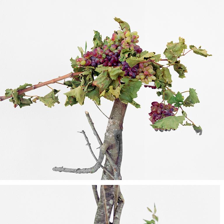 Walking Grapes : Photographie de nature morte figurative de raisins et de branches - Gris Still-Life Photograph par David Halliday
