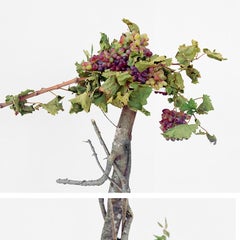 Walking Grapes: Figurative Still Life Photograph of Grapes & Branches