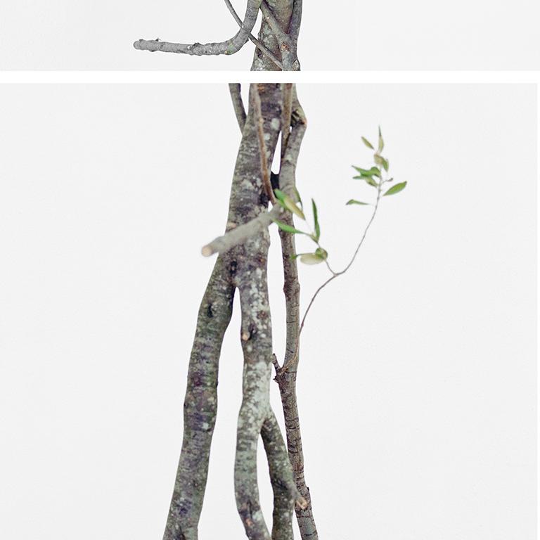 Walking Grapes: Figurative Stillleben-Fotografie von Trauben und Zweigen (Zeitgenössisch), Photograph, von David Halliday