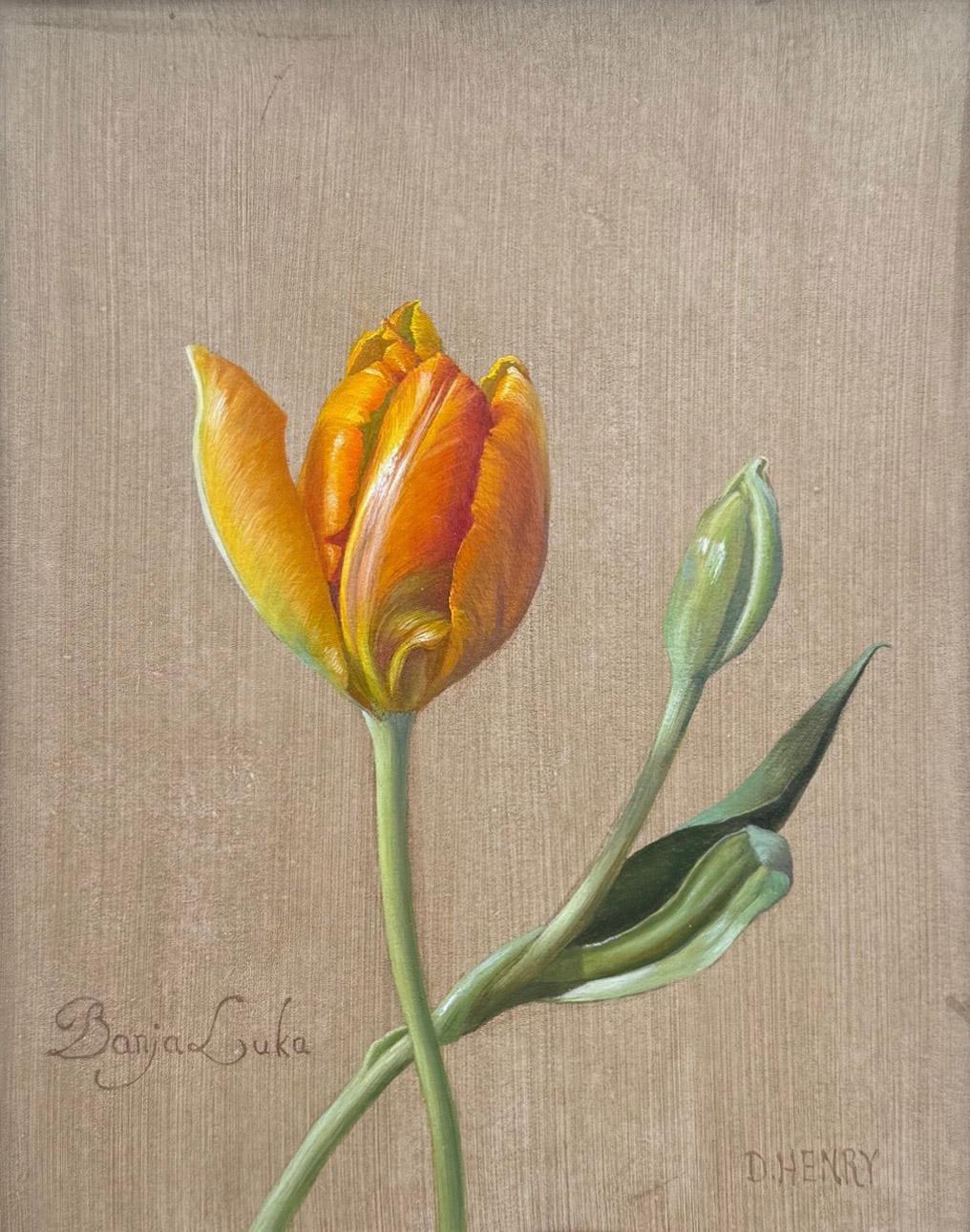 Banja Luka Tulpe