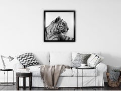 Tiger 1, David Hunt, Animal Art, Realist Print, Affordable Artwork