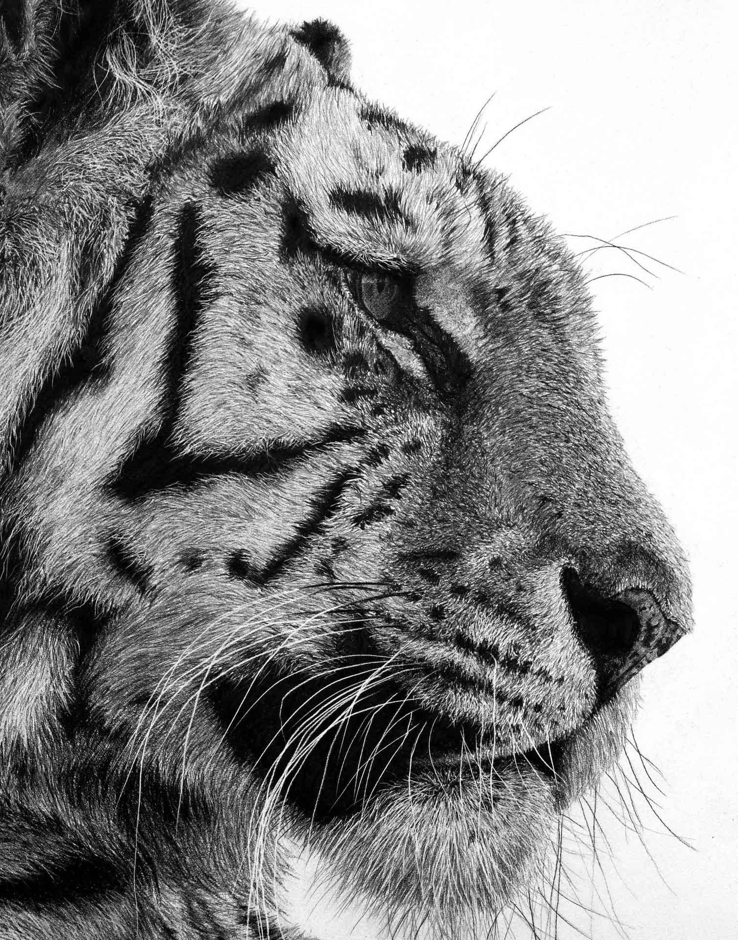 Tiger 1, David Hunt, Animal Art, Realist Print, Affordable Artwork For Sale 2