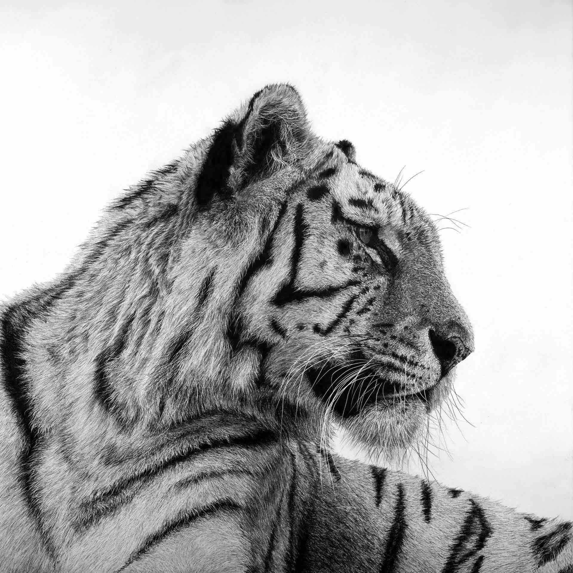 Tiger 1, David Hunt, Tierkunst, realistischer Druck, preiswertes Kunstwerk