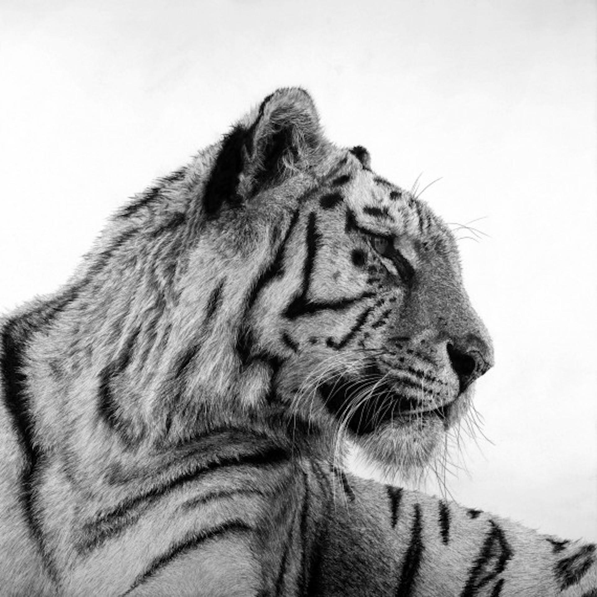 Tiger 1, David Hunt, Druck in limitierter Auflage, Tierkunst, Schwarz-Weiß-Kunstwerk