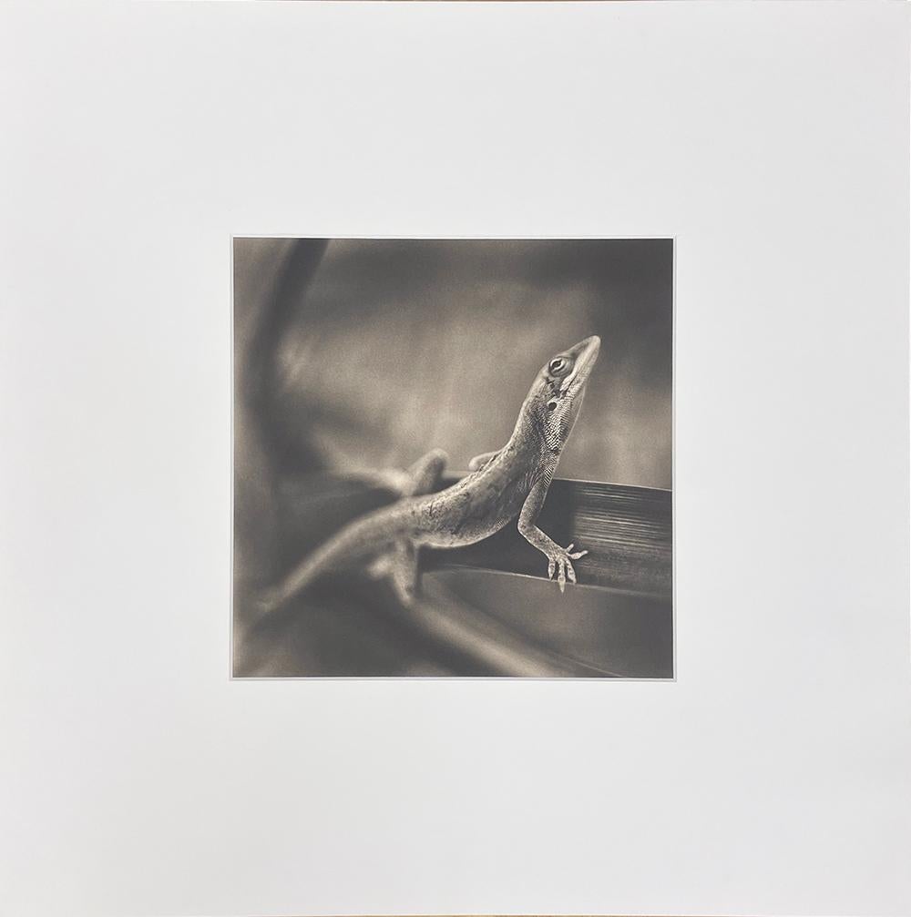 Lucertola Anole - Photograph di David Johndrow