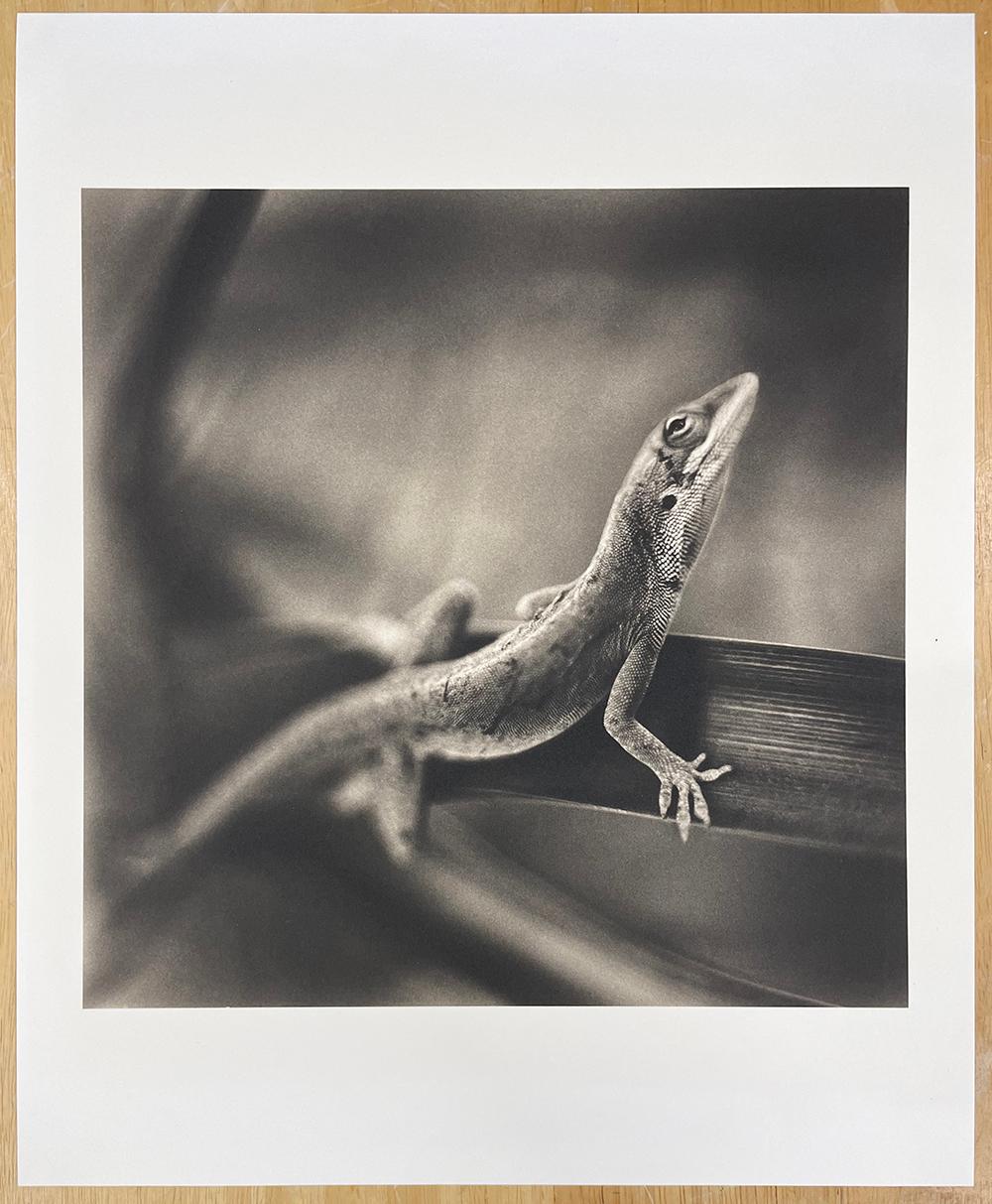 Lucertola Anole - Photograph Contemporaneo di David Johndrow