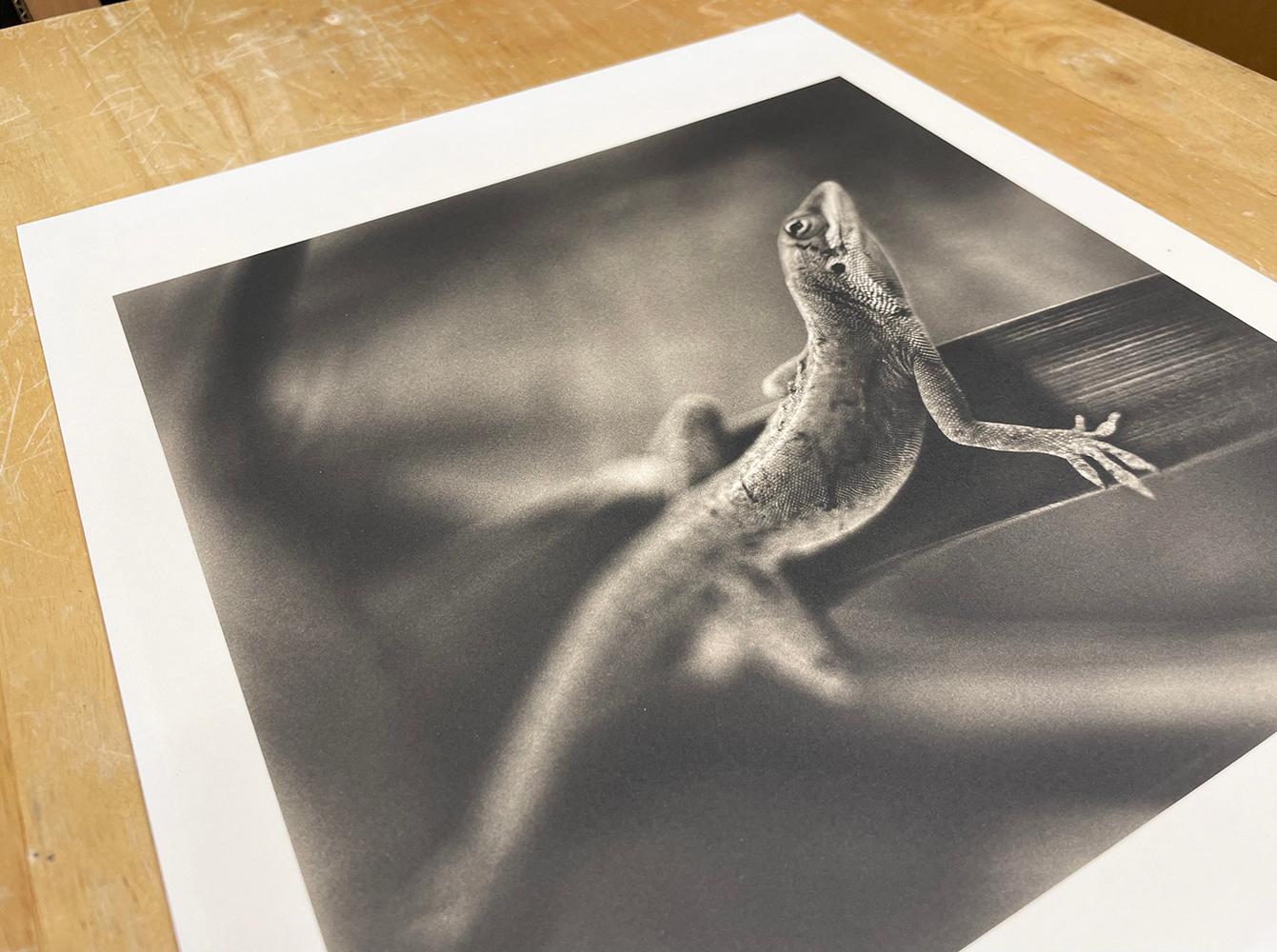 Lucertola Anole - Figurative Photograph Nero di David Johndrow