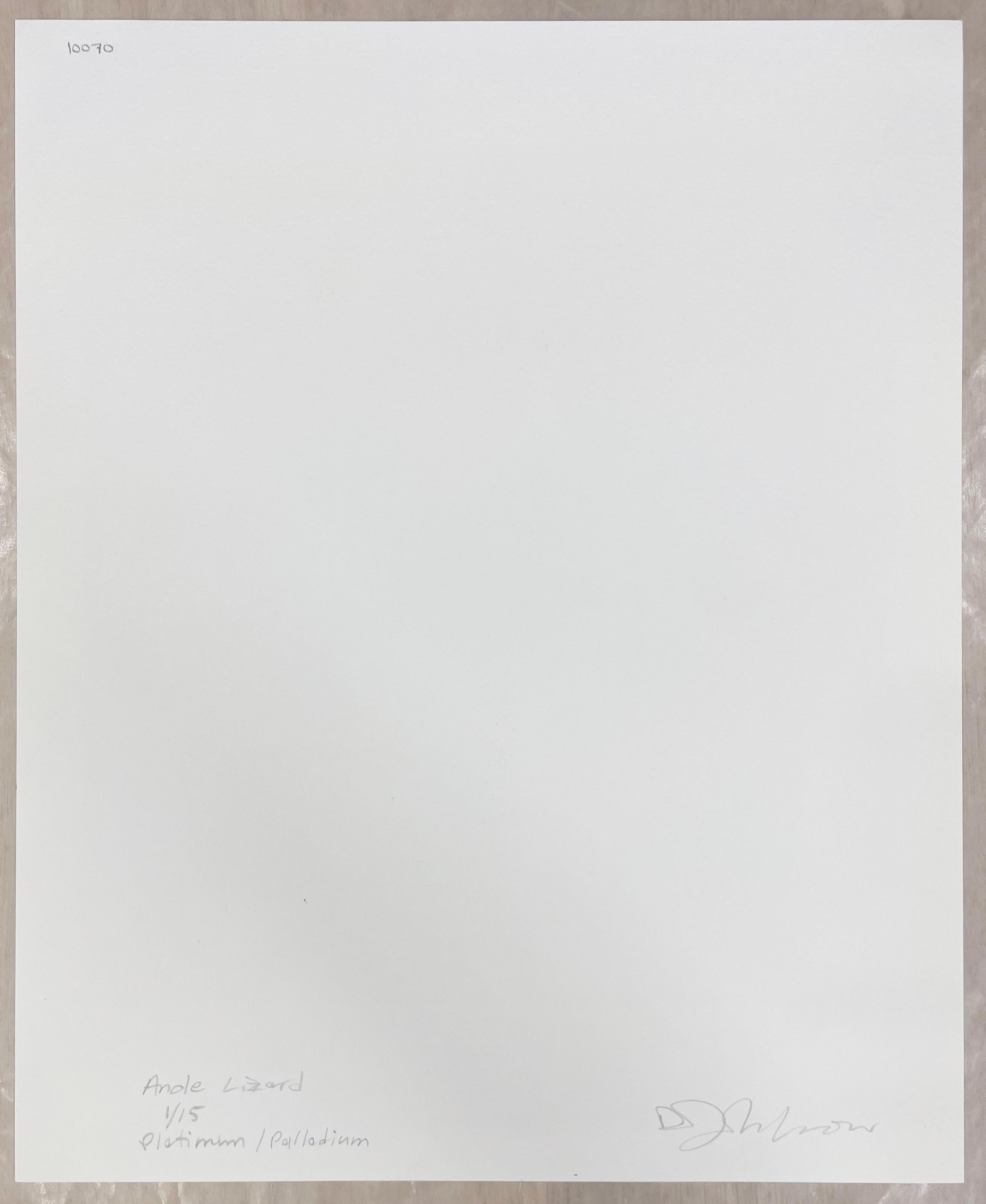 Edizione di 15 esemplari
Firmato, intitolato, numerato e tipo di stampa a matita sul verso della stampa da David Johndrow
Serie: Terrestri
Stampa su Platino Palladio

Integrando la fotografia e la sua passione per il giardinaggio, David Johndrow ha