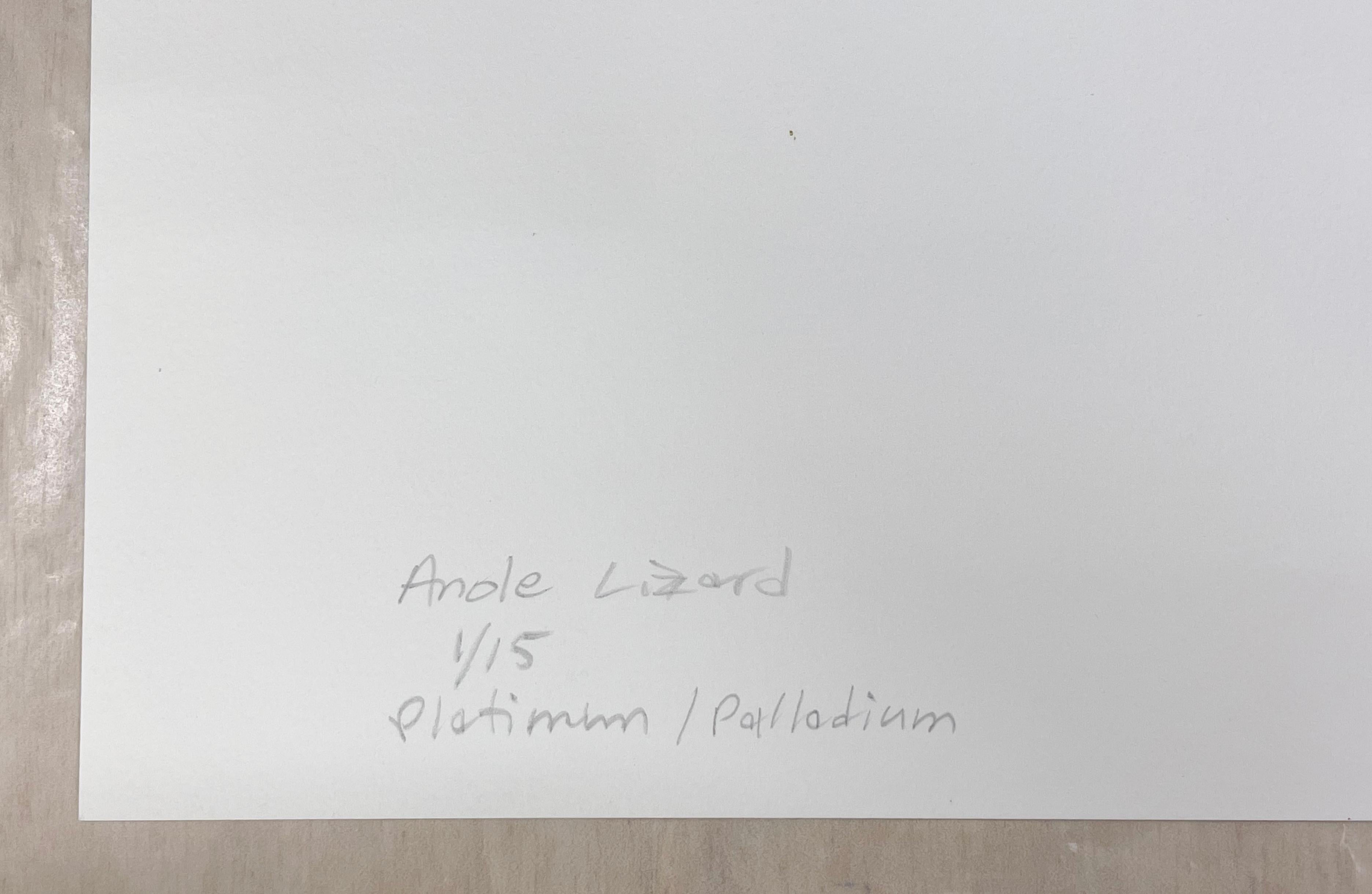 Lucertola Anole in vendita 1