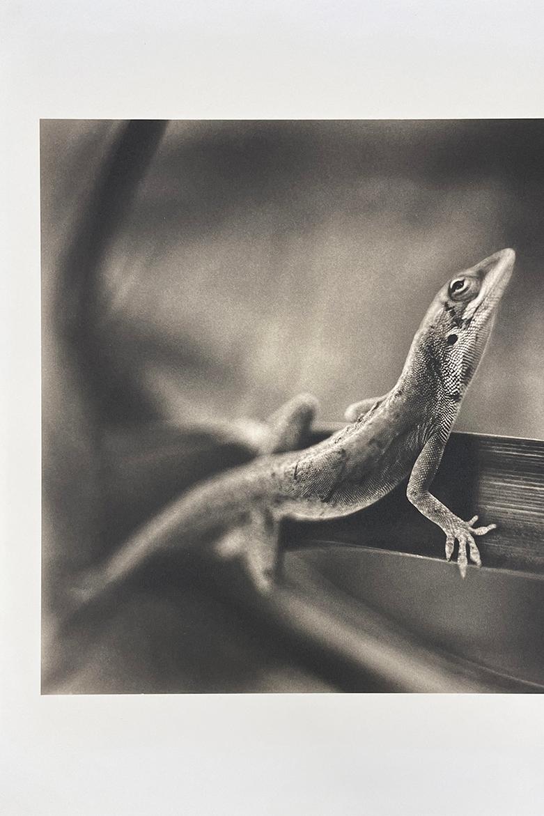Lucertola Anole in vendita 3