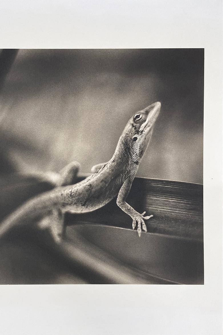 Lucertola Anole in vendita 4
