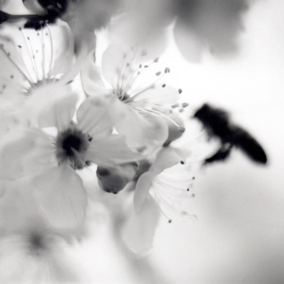 David Johndrow Black and White Photograph - Bee on Plum Blossom