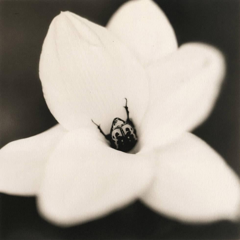 David Johndrow Black and White Photograph - Beetle on Onion Flower