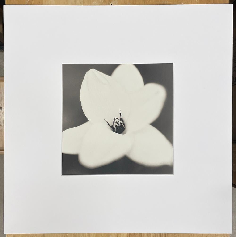 Blumenkäfer auf Regenliliege – Photograph von David Johndrow