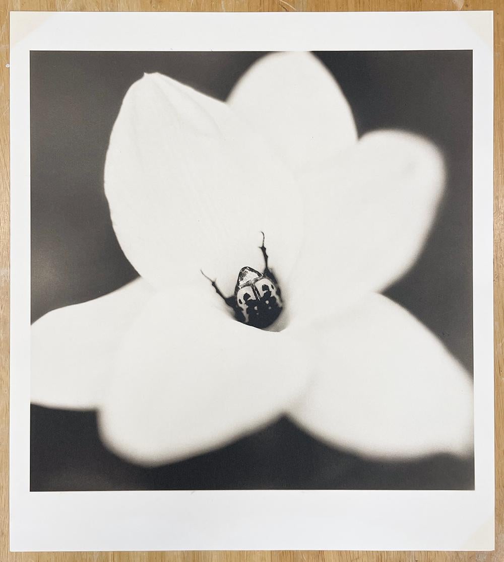 Blumenkäfer auf Regenliliege (Zeitgenössisch), Photograph, von David Johndrow