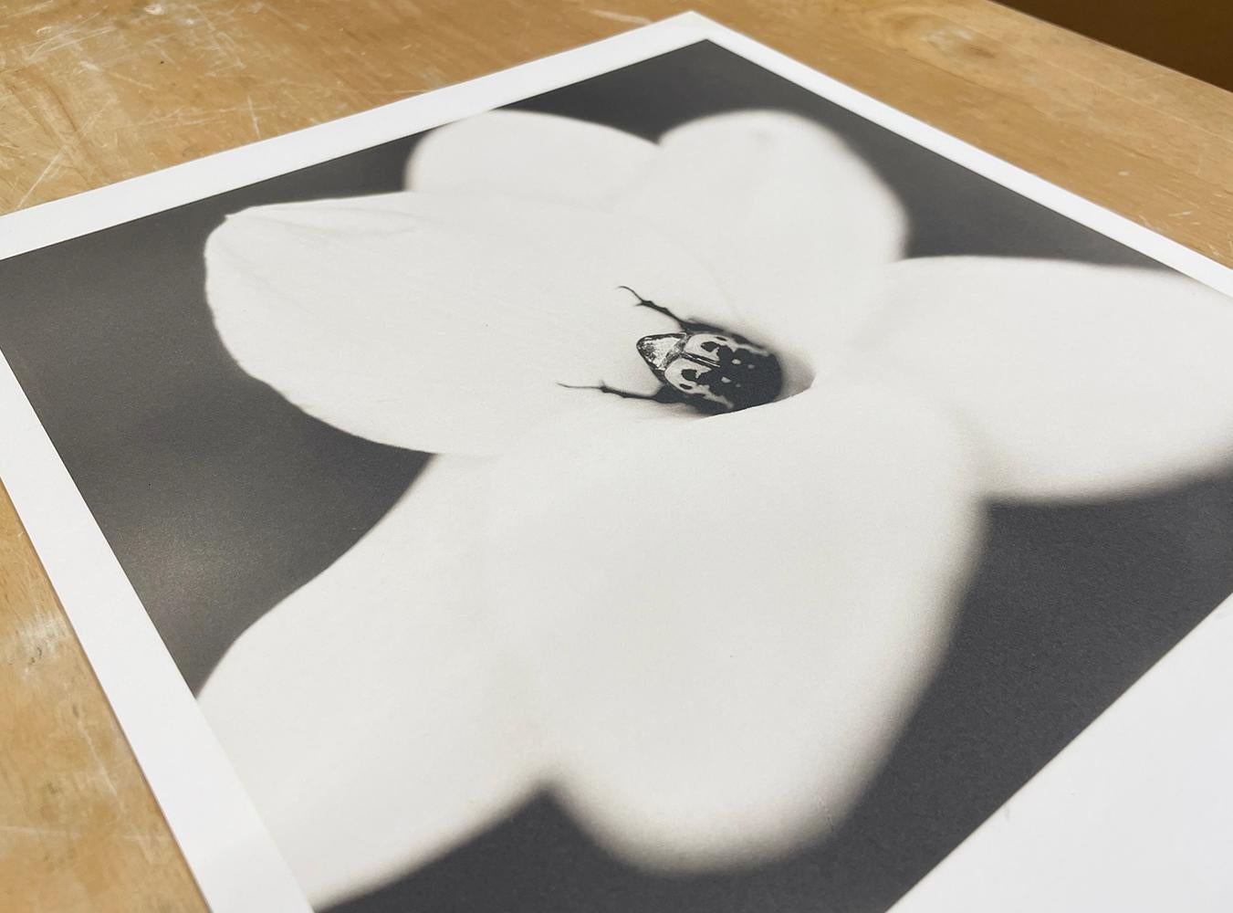 Blumenkäfer auf Regenliliege (Schwarz), Figurative Photograph, von David Johndrow