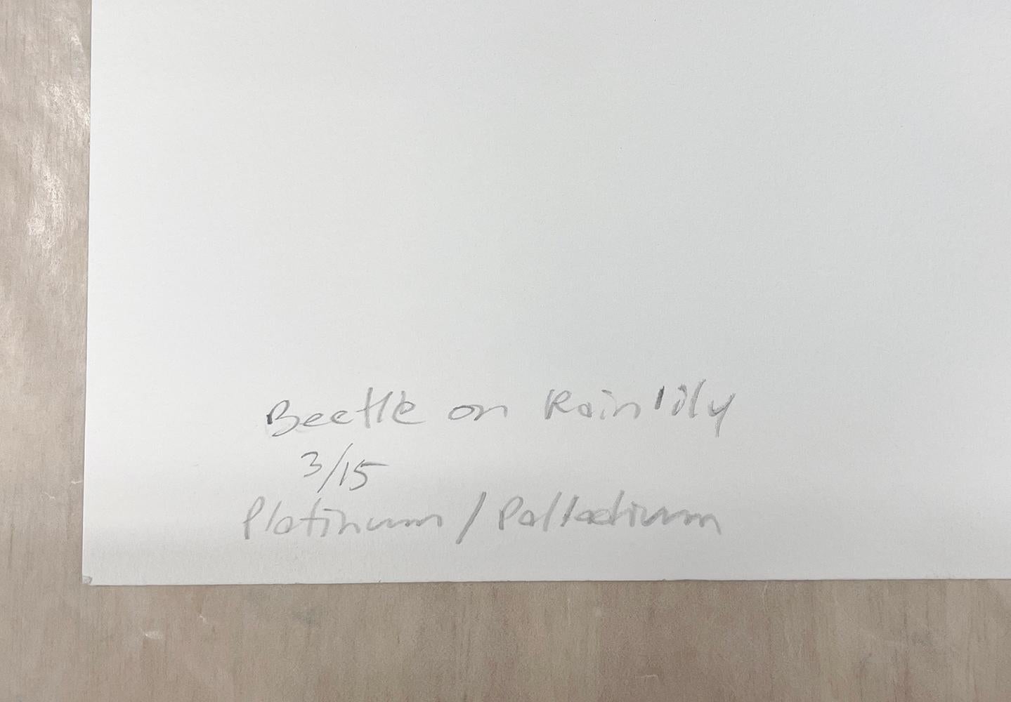 Blumenkäfer auf Regenliliege im Angebot 1