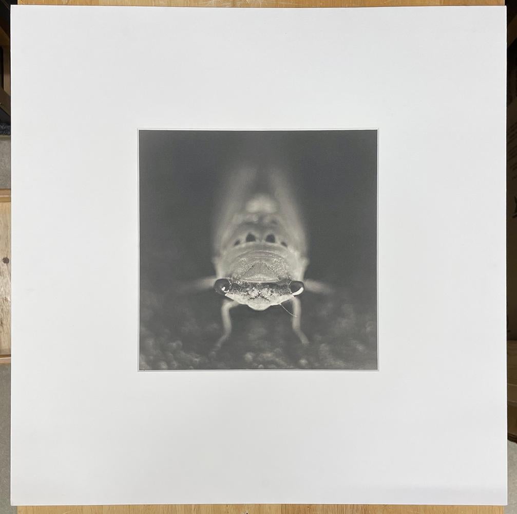 Cicala - Photograph di David Johndrow