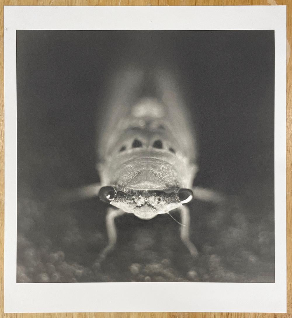 Cicala - Photograph Contemporaneo di David Johndrow