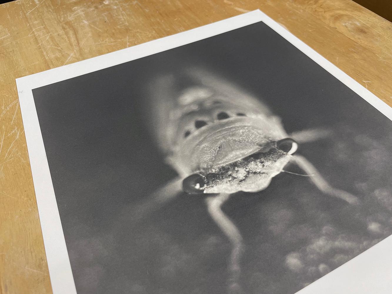 Cicala - Black and White Photograph Nero di David Johndrow