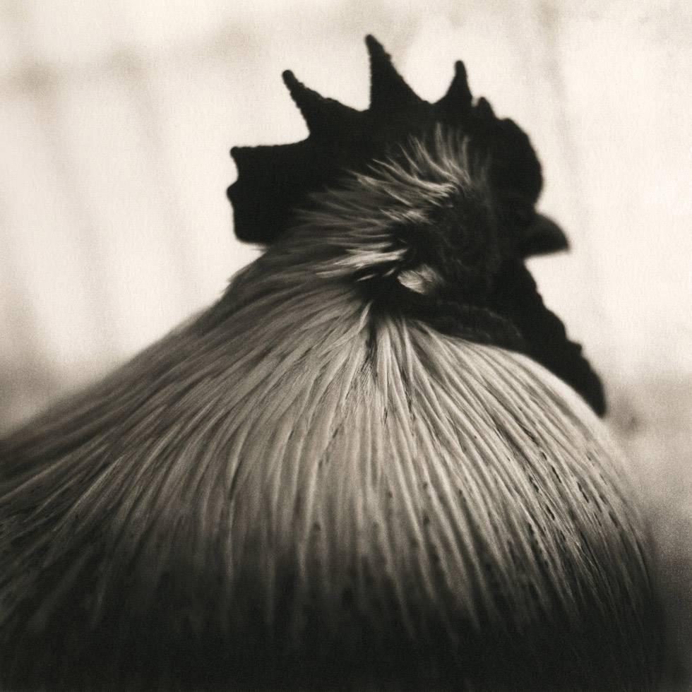 David Johndrow Black and White Photograph - El Duque (Rooster)