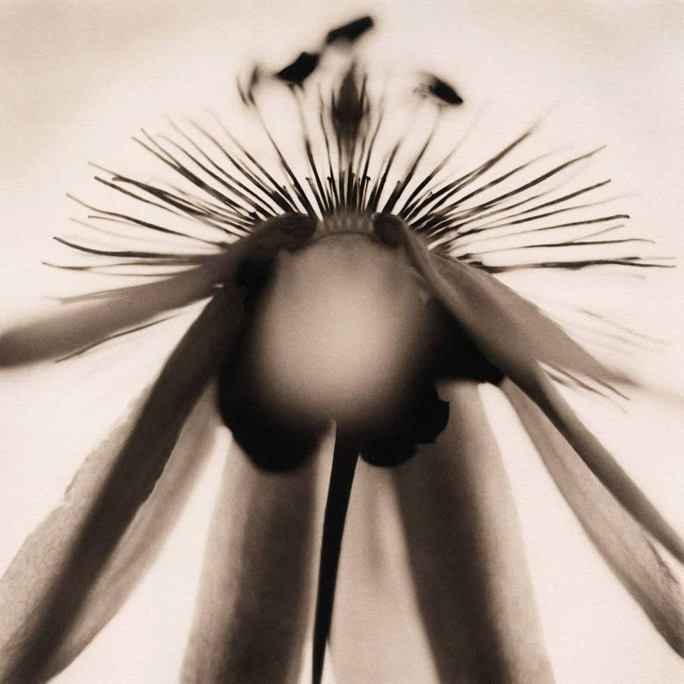 David Johndrow Black and White Photograph - Passionflower No. 1