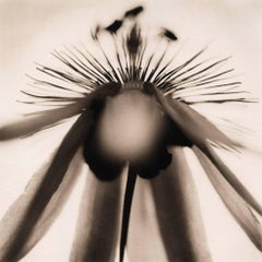 Passionflower No. 1