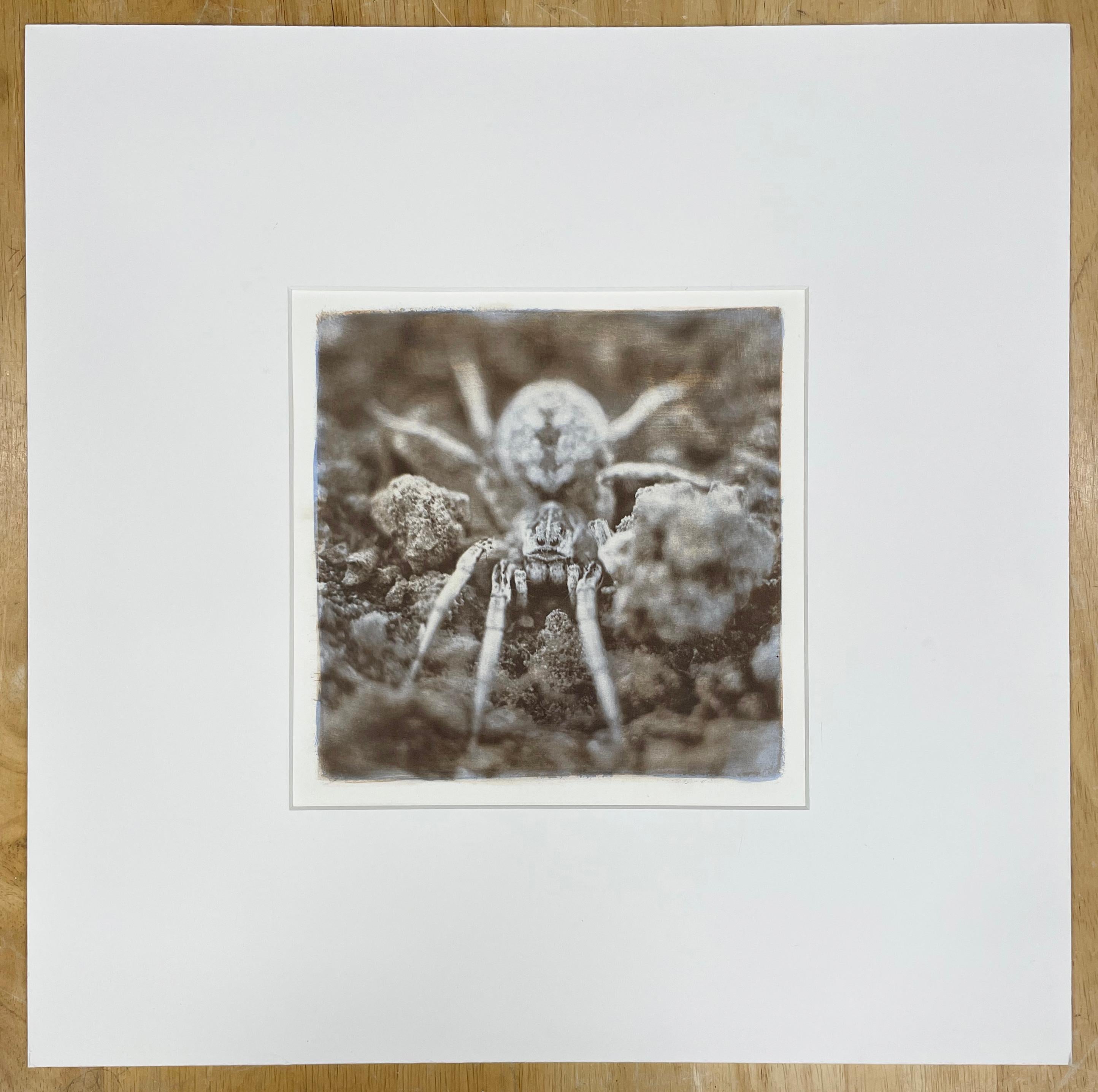 Wolf Spider - Einzigartige Farbfotografie, Alternativer Prozess, Insekt, Tier – Photograph von David Johndrow