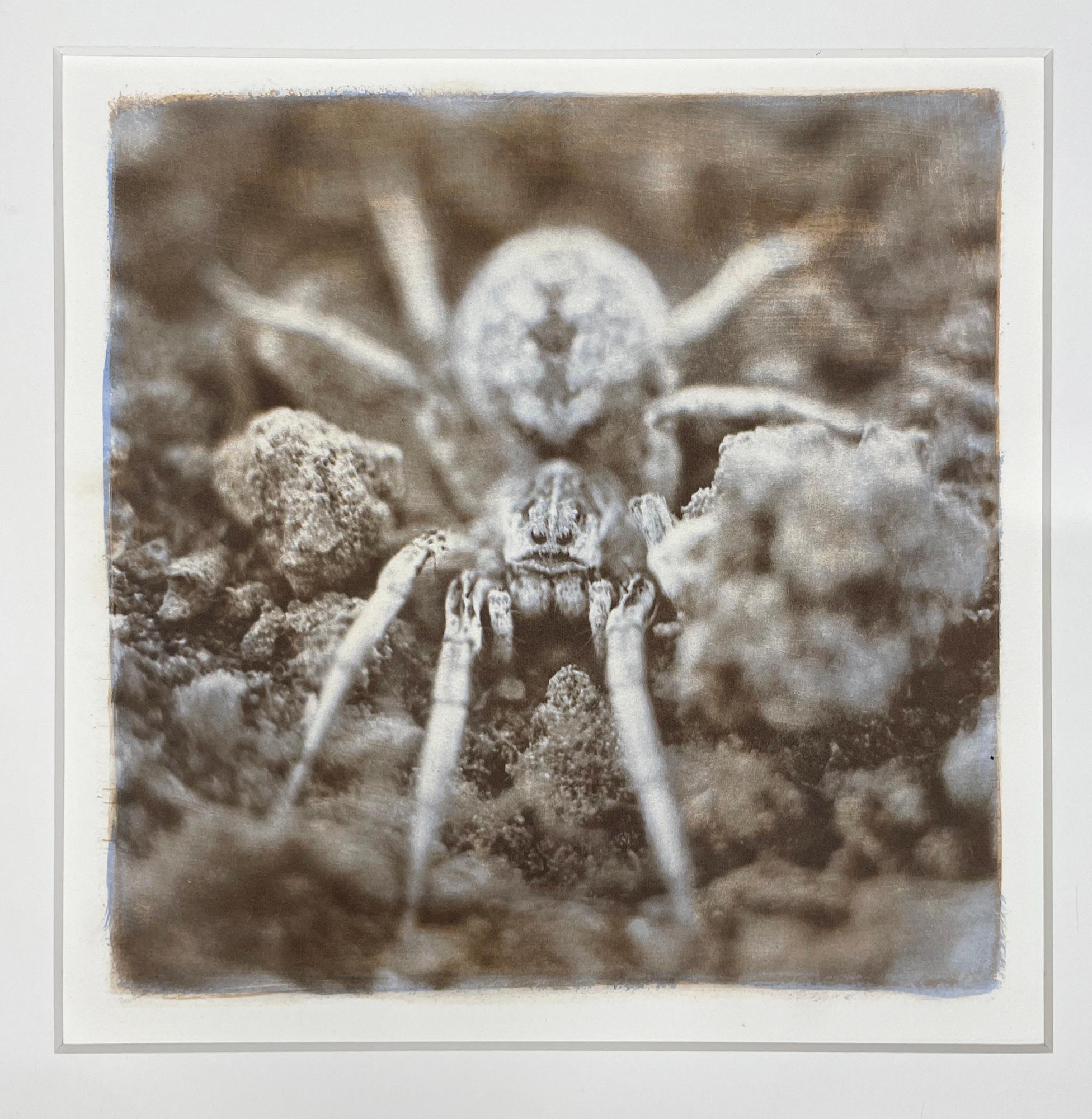 Wolf Spider - Einzigartige Farbfotografie, Alternativer Prozess, Insekt, Tier (Zeitgenössisch), Photograph, von David Johndrow