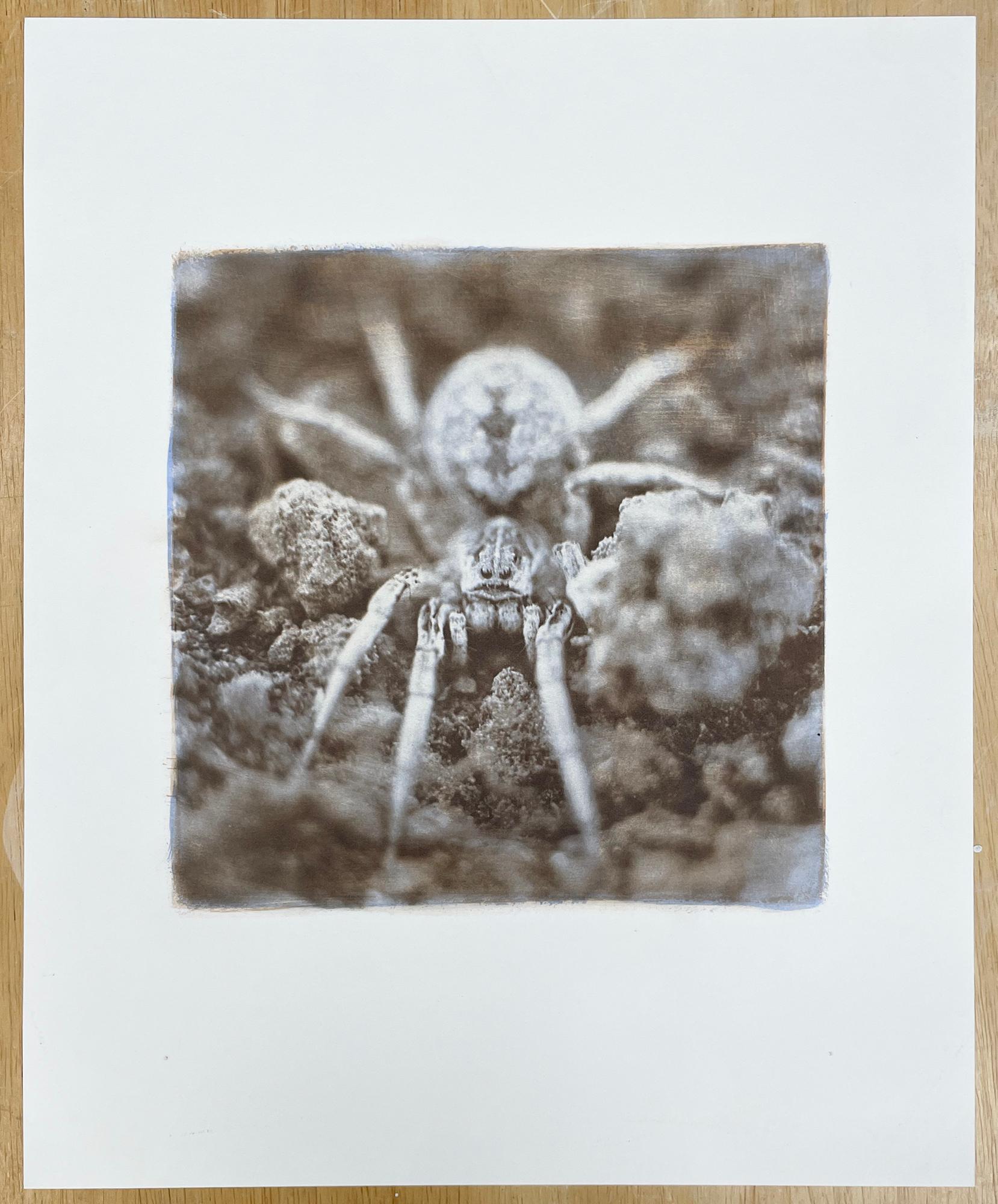Wolf Spider - Einzigartige Farbfotografie, Alternativer Prozess, Insekt, Tier (Braun), Color Photograph, von David Johndrow