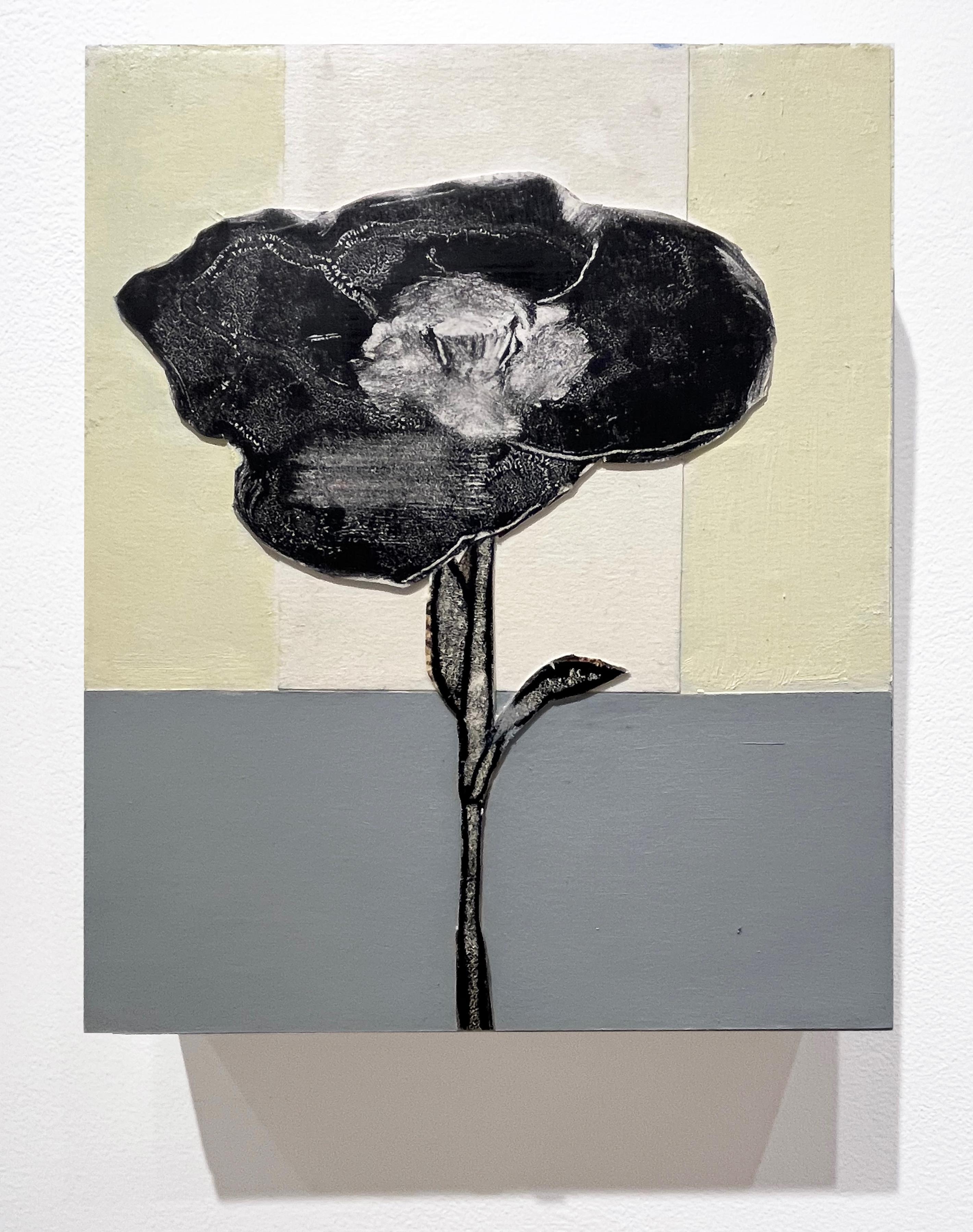 Black Poppy (Small Still Life Painting, Flower on a Striped Pastel Background) - Contemporary Mixed Media Art by David Konigsberg