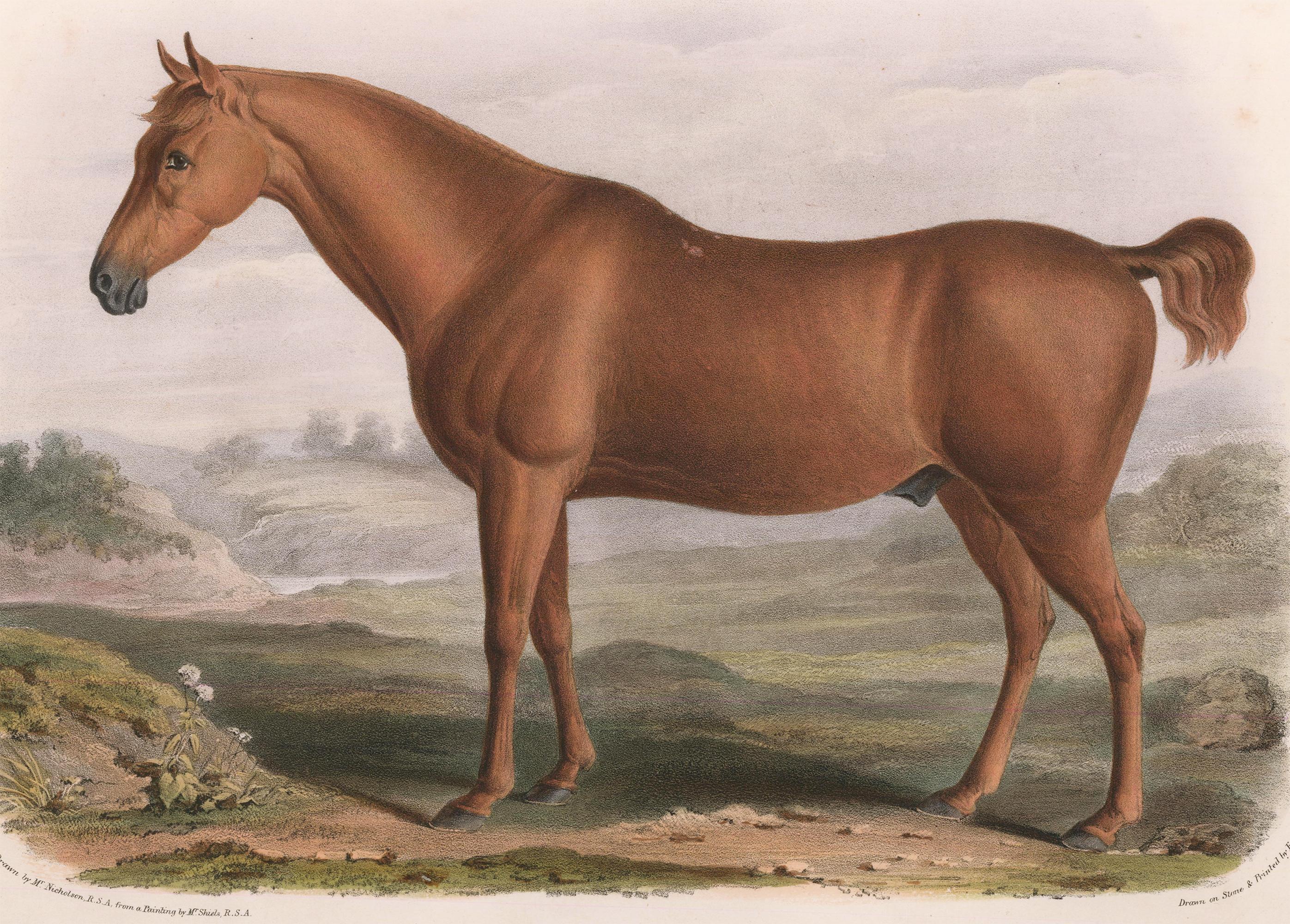 Pareja de litografías de caballos - Print de David Low