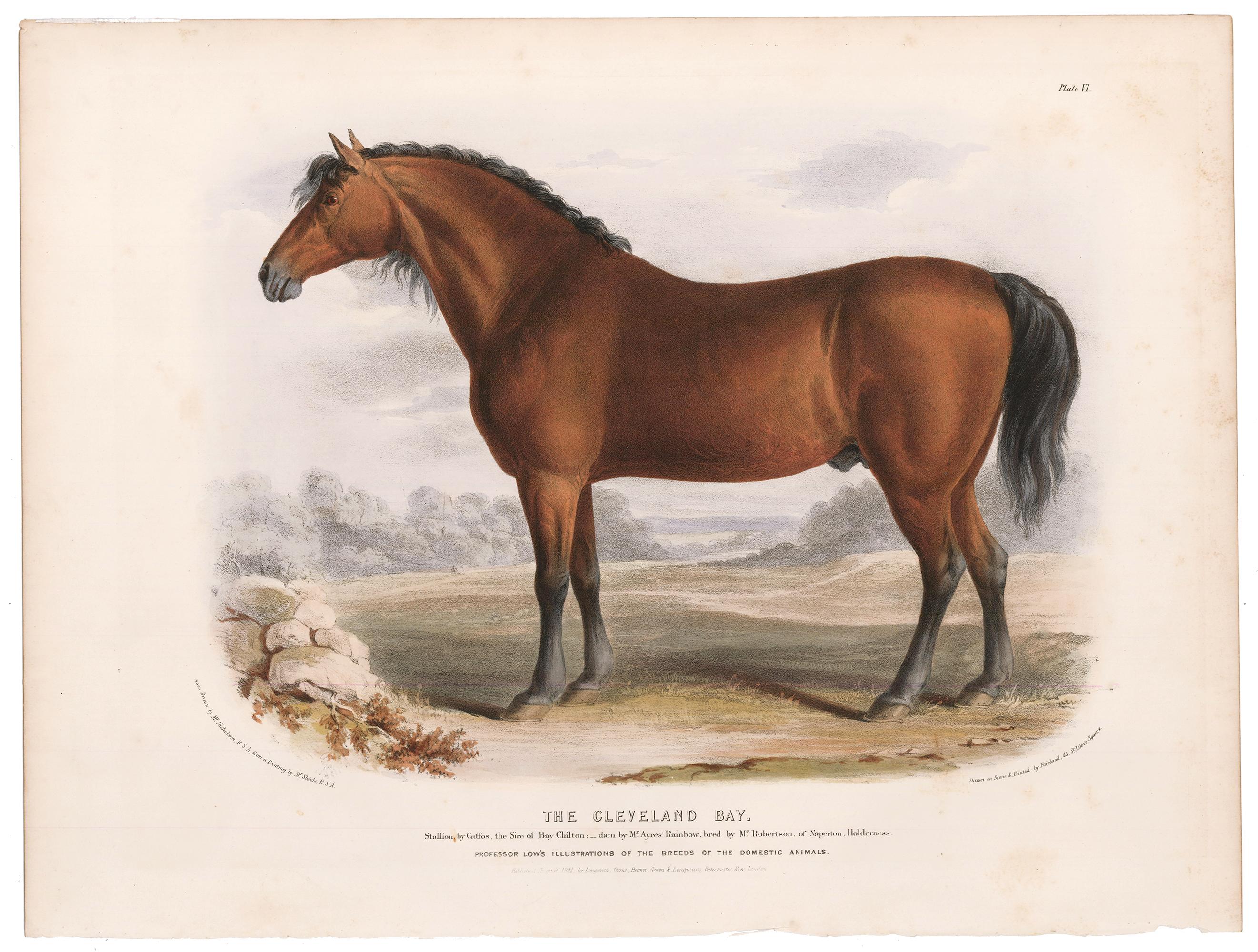 horse facing sideways