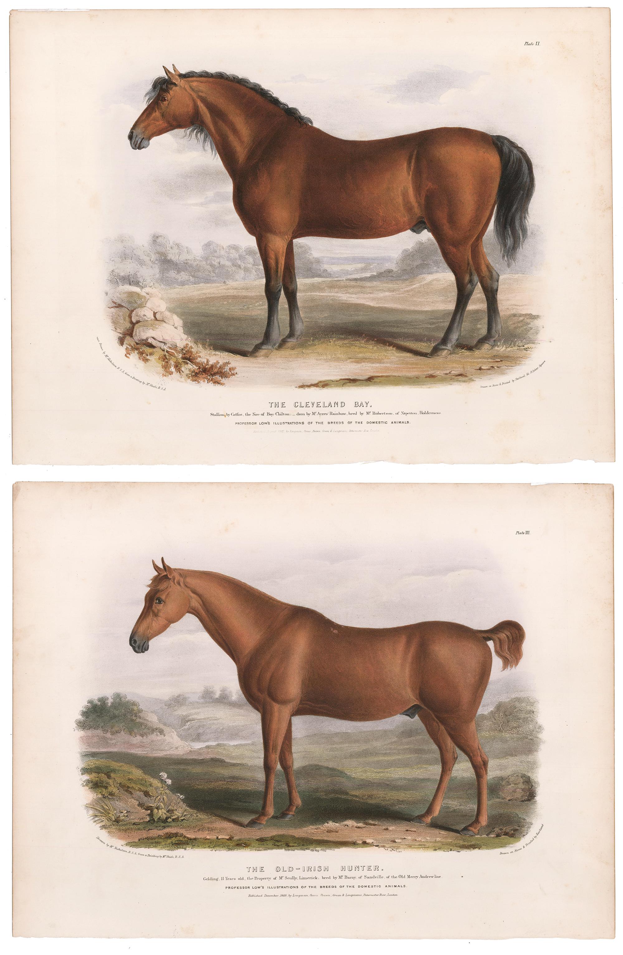 David Low Animal Print - Pair of Horse Lithographs