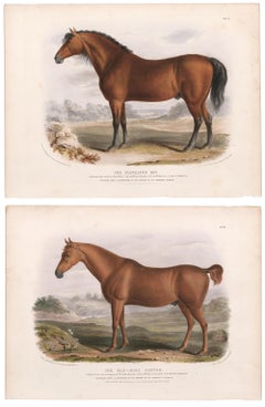 Pareja de litografías de caballos