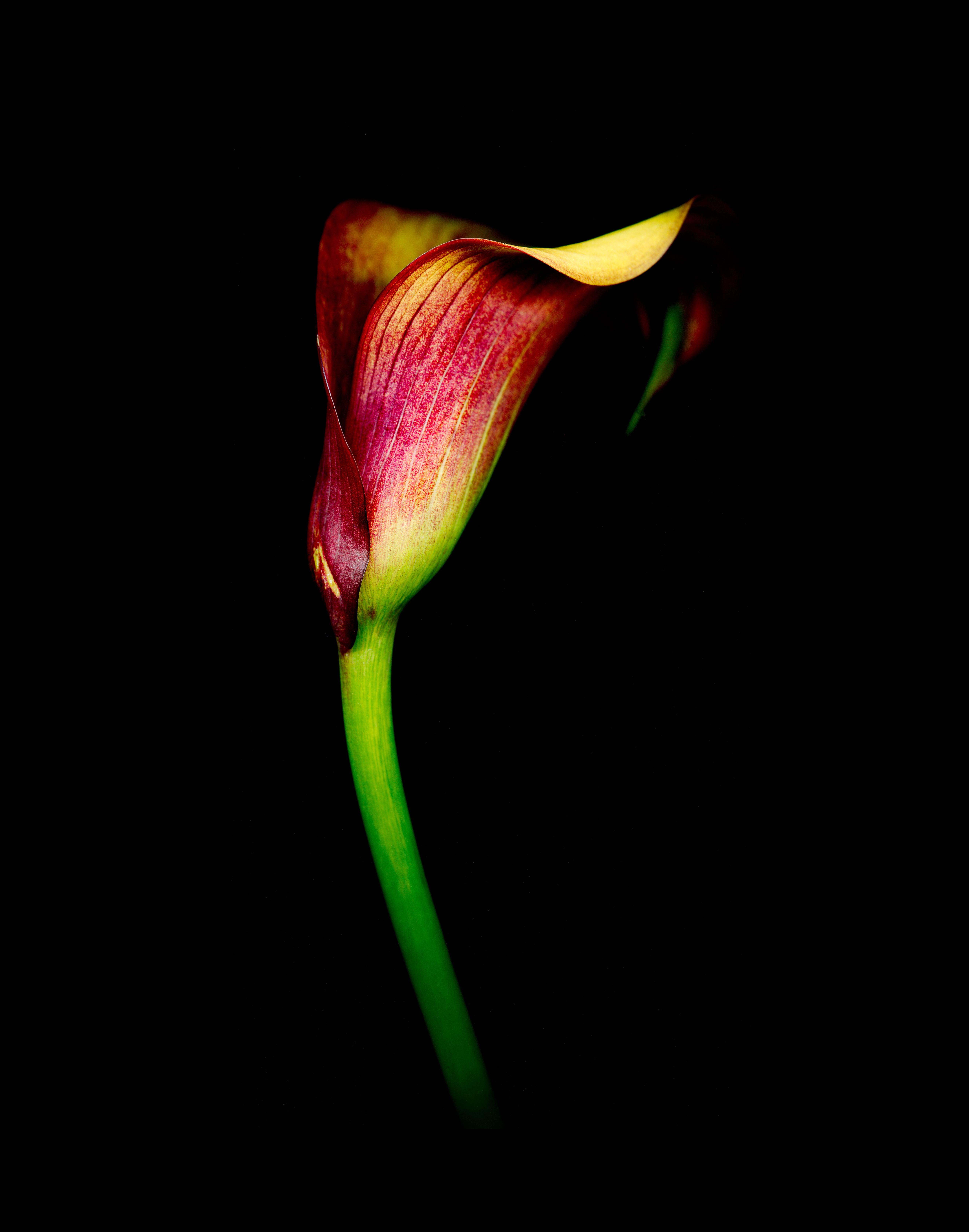 David McCrae Color Photograph - Alm Hill Farm Calla Lily, Photograph, Archival Ink Jet