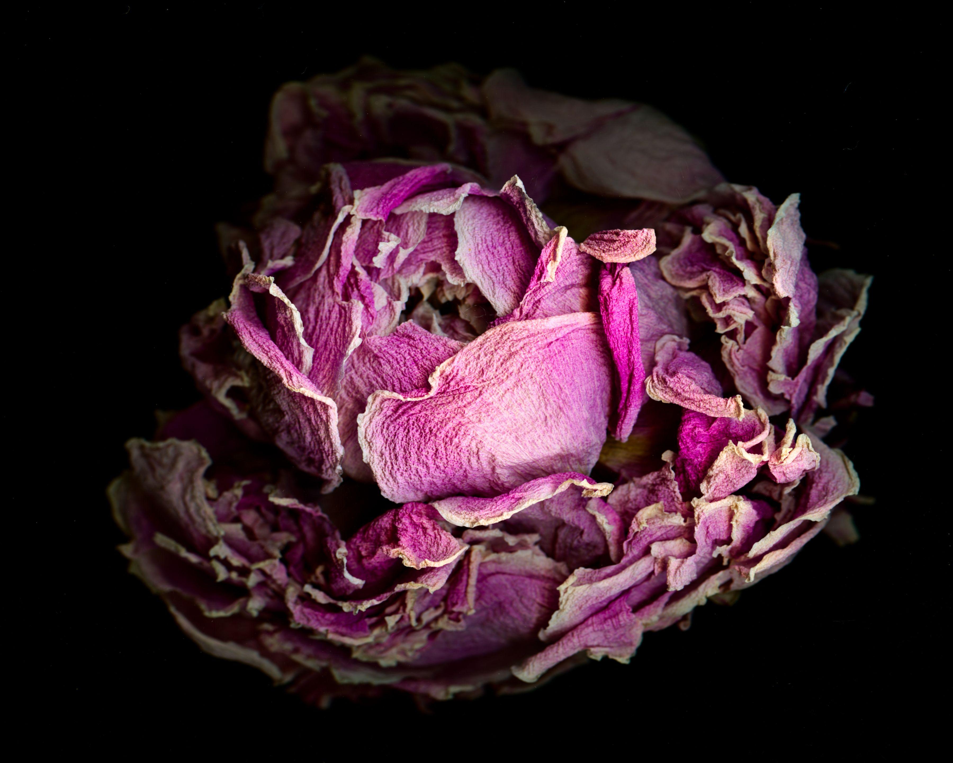 David McCrae Color Photograph – Alm Hill Farm Dried Peony #2, Fotografie, Archivtinte Jet mit Archivtinte