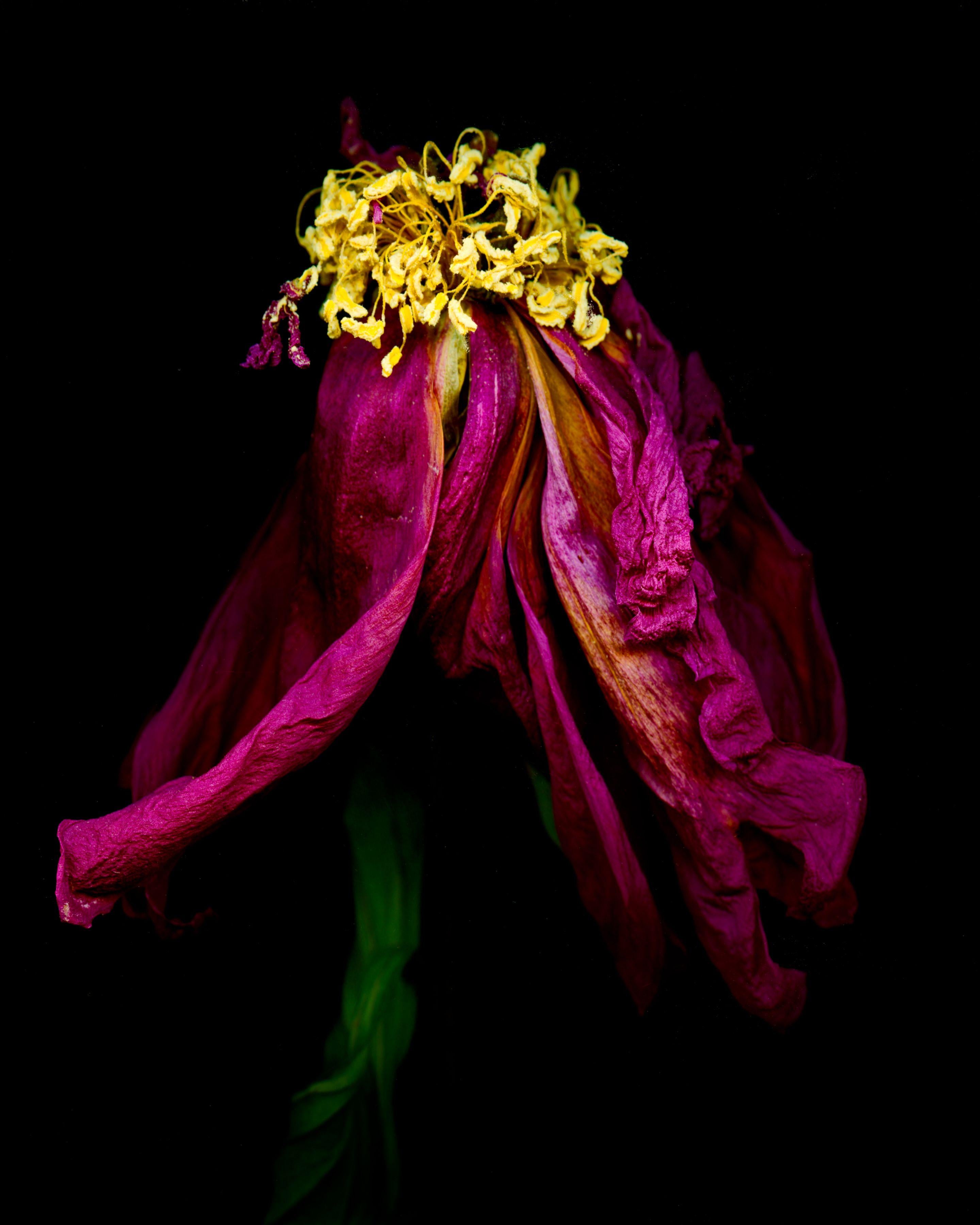 David McCrae Color Photograph - Alm Hill Farm Dried Peony #4, Photograph, Archival Ink Jet