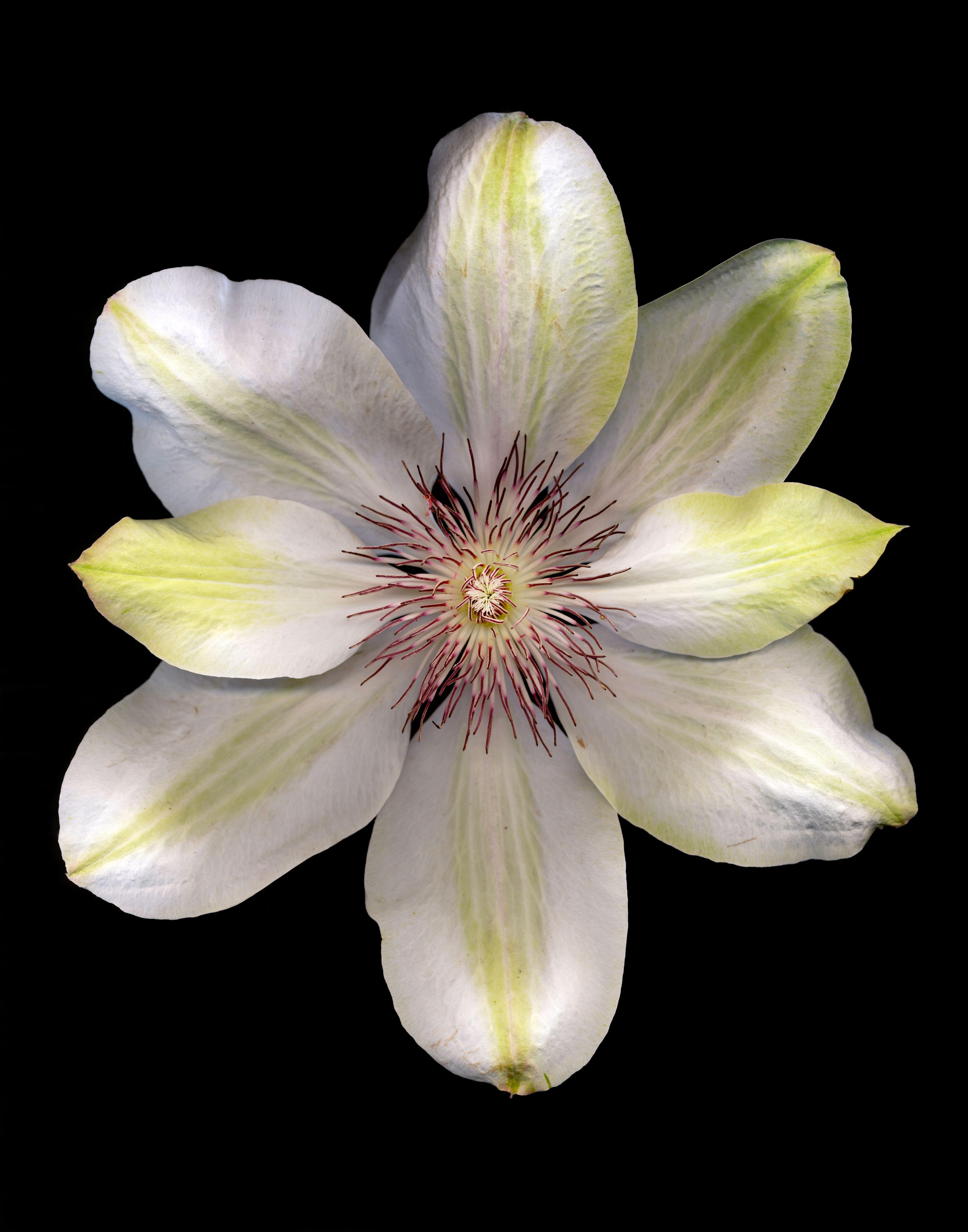 Color Photograph de David McCrae - Clematis 'Henryi', Fotografía, Chorro de tinta de archivo