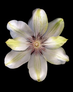 Clematis „Henryi“, Fotografie, Archivtinte Jet mit Archivtinte