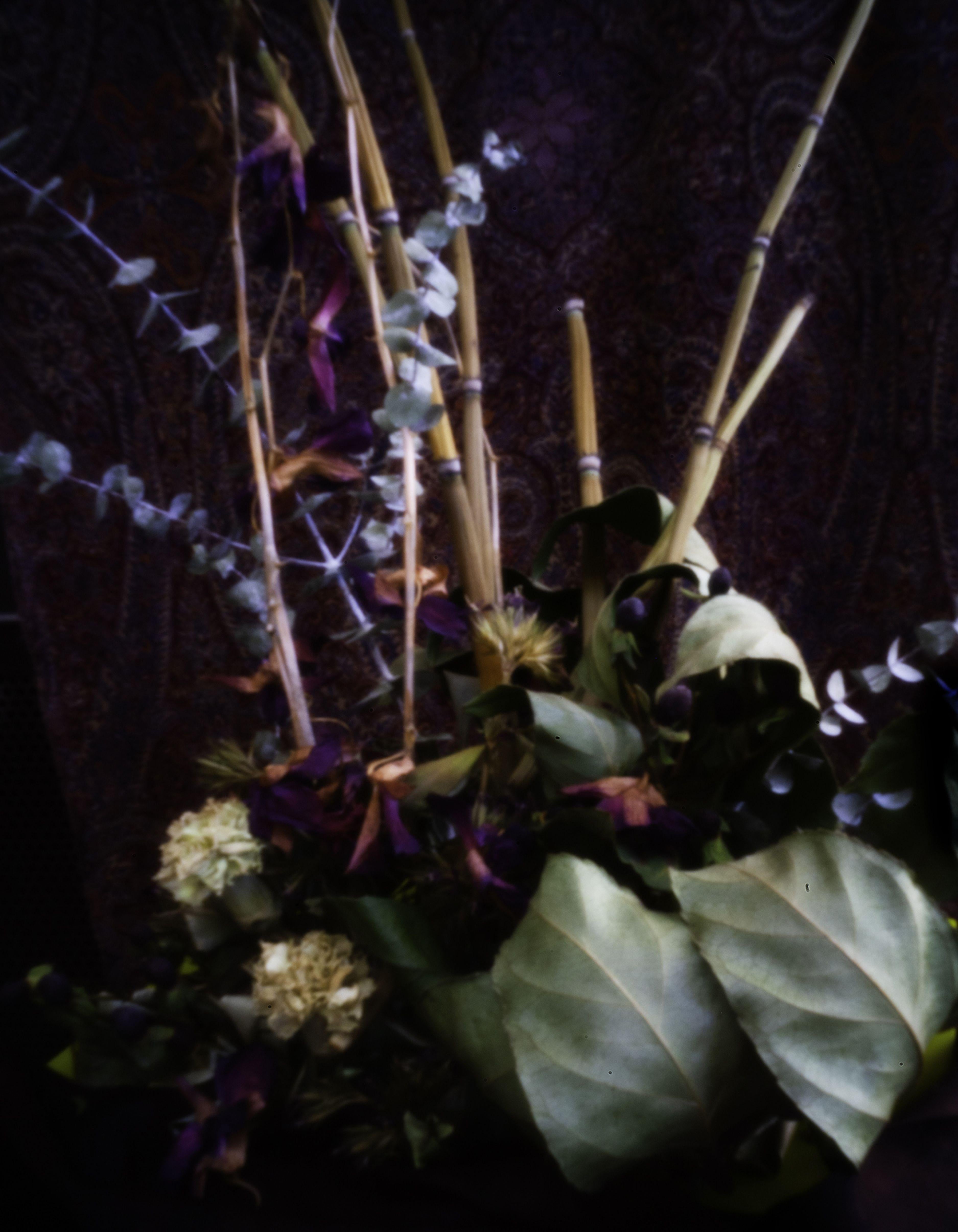 Color Photograph di David McCrae - Bouquet secco, fotografia, getto d'inchiostro d'archivio