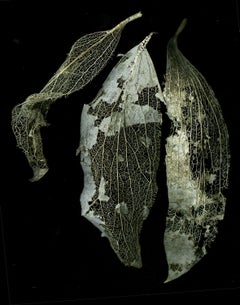 Ephemera, Photograph, Archival Ink Jet