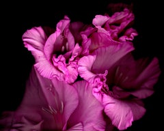 Gladiolus Pentera, photographie, jet d'encre d'archives