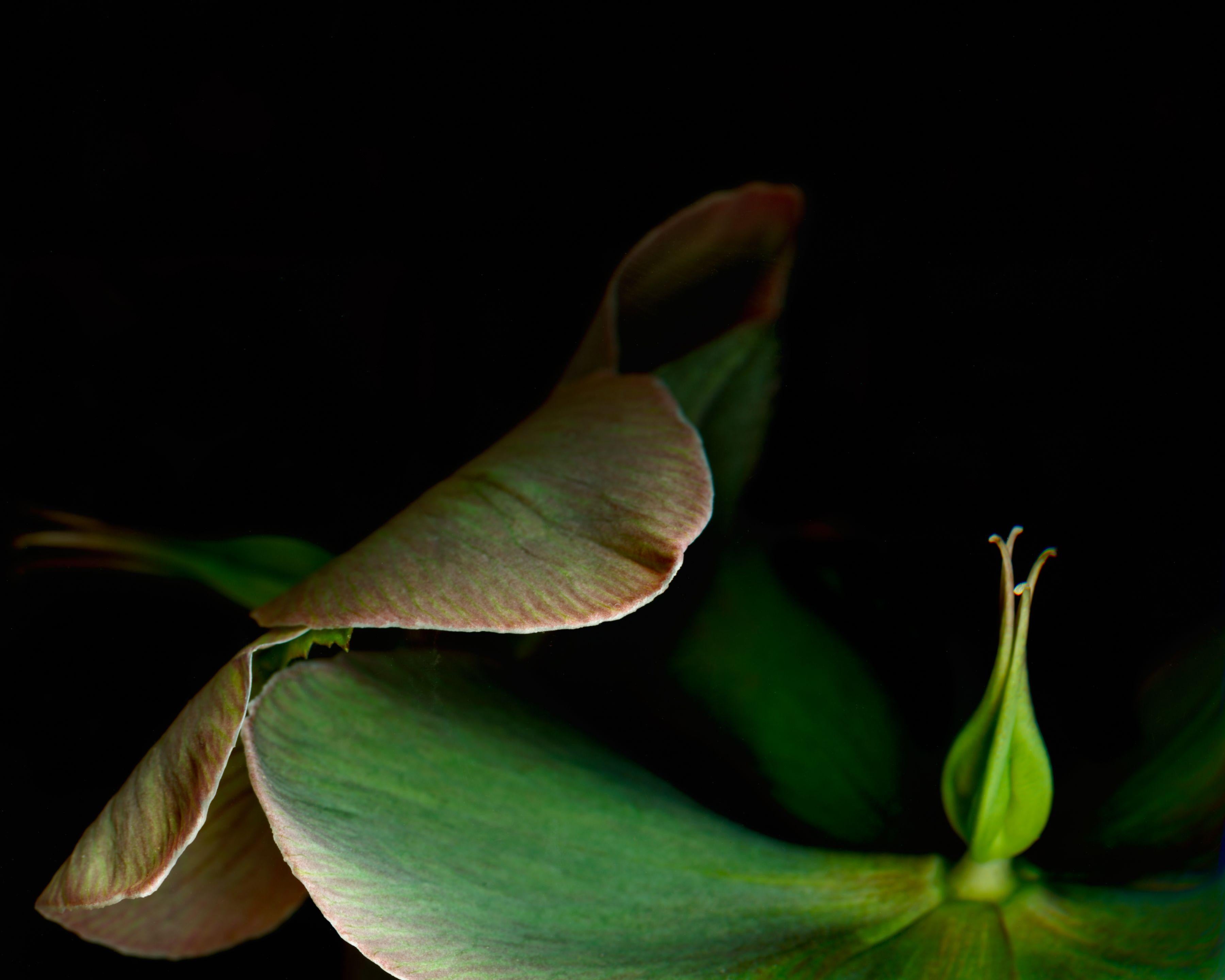 Color Photograph de David McCrae - Hellebore #5, Fotografía, Chorro de tinta de archivo
