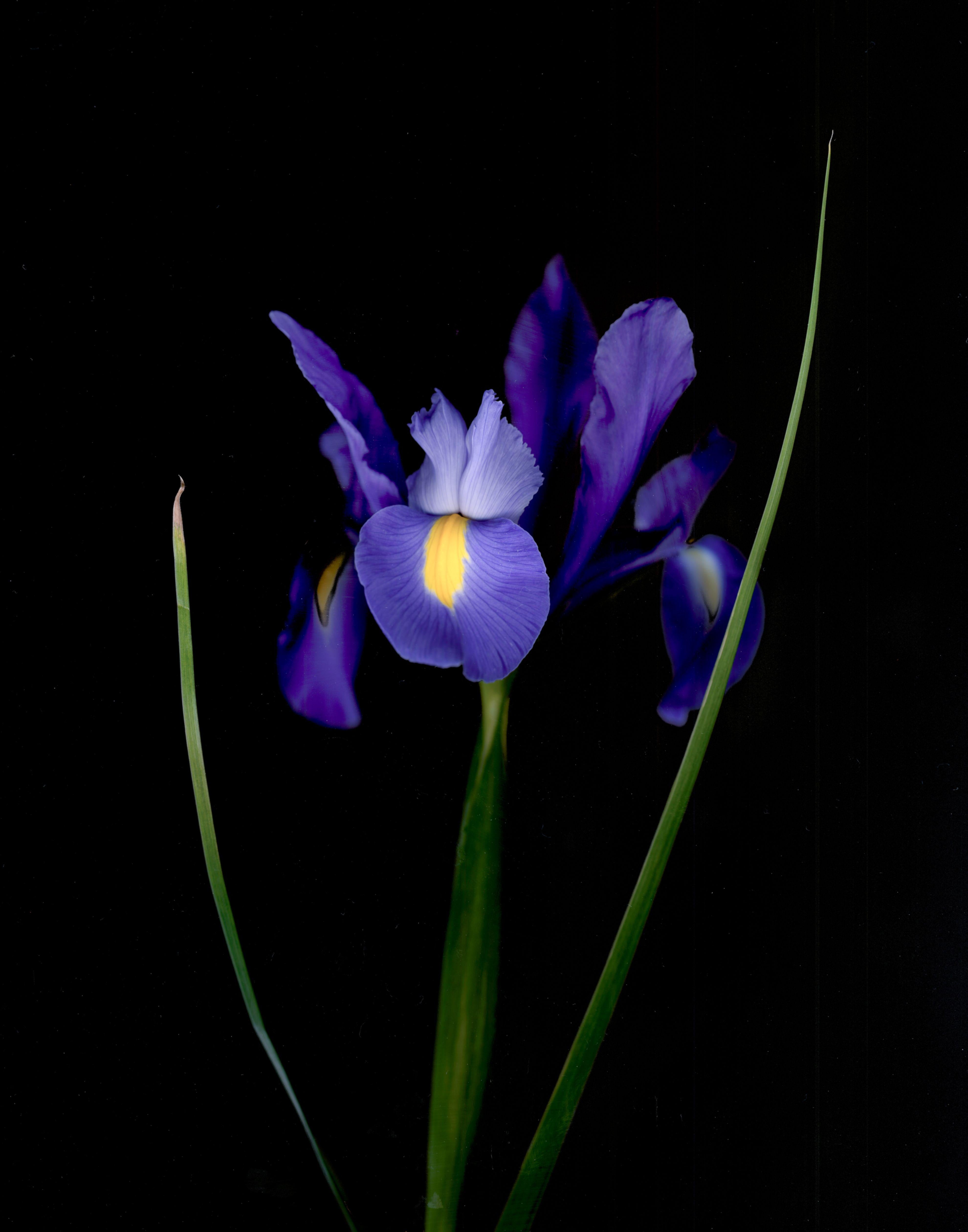 David McCrae Color Photograph - Iris xiphium 'Blue Magic', Photograph, Archival Ink Jet