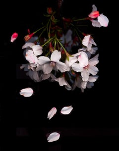Prunus x Yedoensis « Akebono », photographie, jais d'encre d'archives
