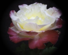 Rosa "Double Delight", Photograph, Archival Ink Jet