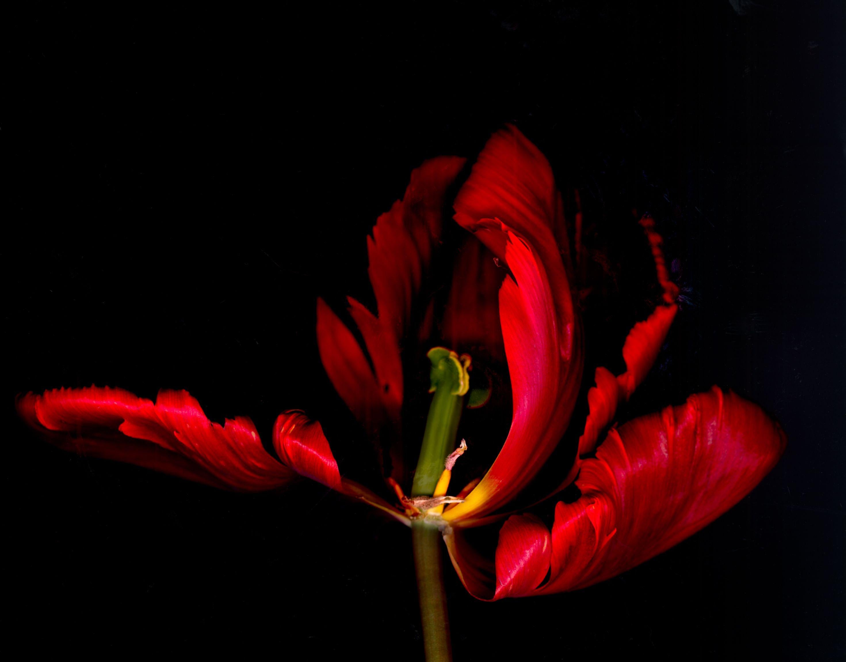 Color Photograph de David McCrae - Tulipán "Rococó", Fotografía, Chorro de tinta de archivo